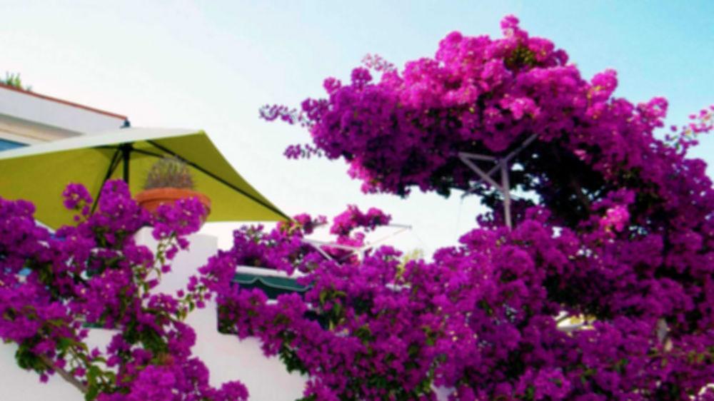 Hotel Villa Cecilia Ischia Esterno foto