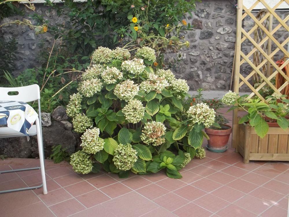 Hotel Villa Cecilia Ischia Esterno foto